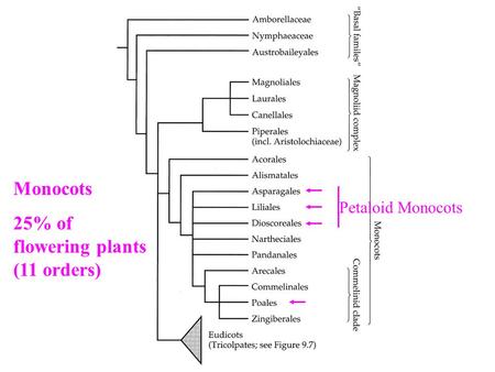 Petaloid Monocots Monocots 25% of flowering plants (11 orders)