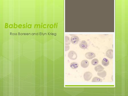 Babesia microti Ross Boreen and Ellyn Krieg. What is Babesia?  Definitive Hosts: Ixodes scapularis (Deer Ticks)  Intermediate Host: White footed mouse.