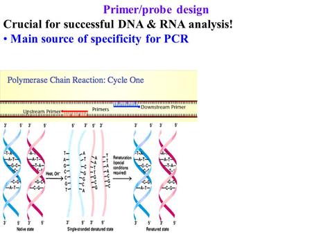 Primer/probe design Crucial for successful DNA & RNA analysis! Main source of specificity for PCR.