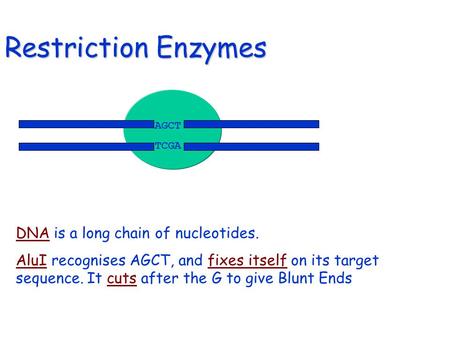 Restriction Enzymes DNA is a long chain of nucleotides. AluI recognises AGCT, and fixes itself on its target sequence. It cuts after the G to give Blunt.
