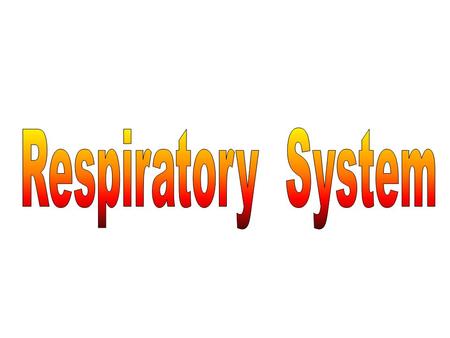 Title Page Nasal Passage Bronchiole Alveoli Trachea Bronchi Human Respiratory System Diagram Respiratory System.