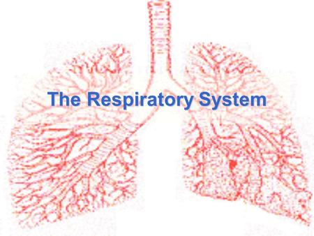 The Respiratory System. Purpose of the respiratory system To provide a constant supply of oxygen to keep your body cells functioning To remove carbon.