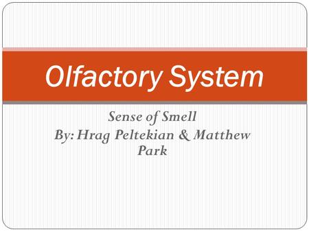 Sense of Smell By: Hrag Peltekian & Matthew Park Olfactory System.