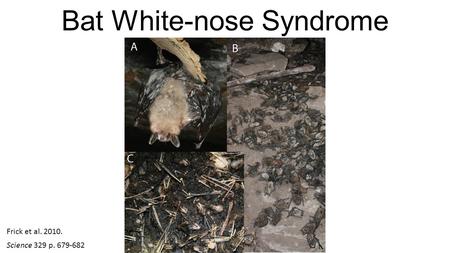 Bat White-nose Syndrome Frick et al. 2010. Science 329 p. 679-682.