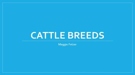 CATTLE BREEDS Maggie Fetzer. Angus- Beef Solid black Lean Slightly muscular Bulls have muscle crest around neck Heifers/ cows very lean Polled (naturally.