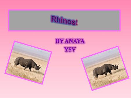 There are two species of Rhinos, they are large, primitive-looking mammal that in fact dates from the Miocene era millions of years ago. One type is a.