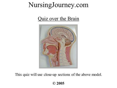 NursingJourney.com Quiz over the Brain © 2005 This quiz will use close-up sections of the above model.
