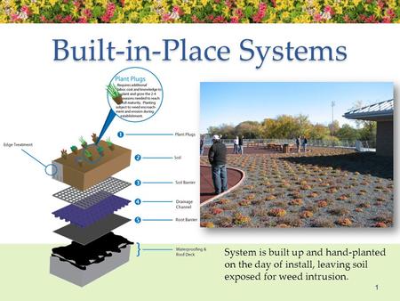 Built-in-Place Systems 1 System is built up and hand-planted on the day of install, leaving soil exposed for weed intrusion.