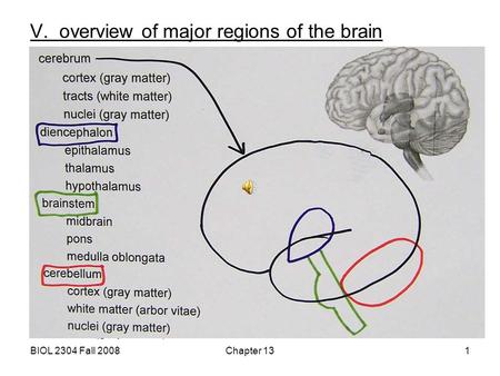 V. overview of major regions of the brain