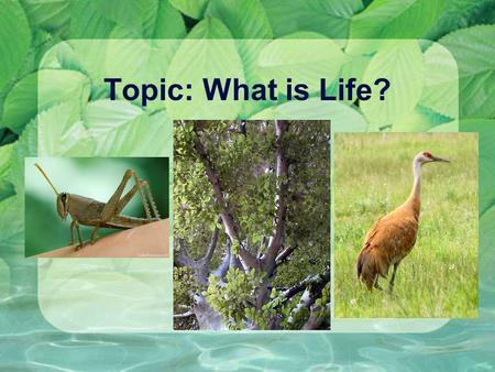Topic: What is Life?.