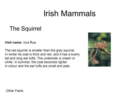 Irish Mammals The Squirrel Irish name: Iora Rua The red squirrel is smaller than the grey squirrel. In winter its coat is thick and red, and it has a bushy.