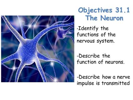 Objectives 31.1 The Neuron -Identify the functions of the nervous system. -Describe the function of neurons. -Describe how a nerve impulse is transmitted.