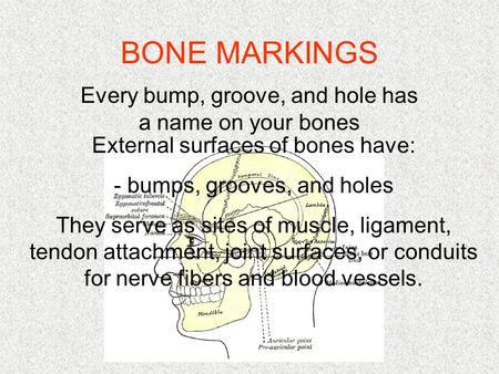 BONE MARKINGS Every bump, groove, and hole has a name on your bones External surfaces of bones have: - bumps, grooves, and holes They serve as sites of.