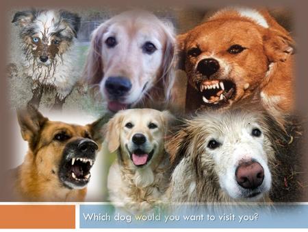 Which dog would you want to visit you?. “ROSIE, A VISITING DOG’S STORY” By: Stephanie Calmenson.