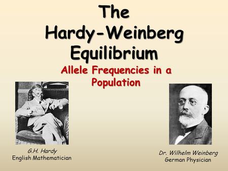 The Hardy-Weinberg Equilibrium Allele Frequencies in a Population G.H. Hardy English Mathematician Dr. Wilhelm Weinberg German Physician.