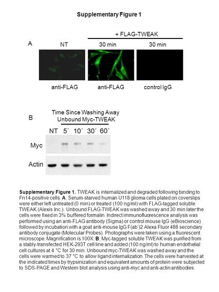 Supplementary Figure 1 Supplementary Figure 1. TWEAK is internalized and degraded following binding to Fn14-positive cells. A, Serum-starved human U118.
