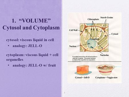 1. “VOLUME” Cytosol and Cytoplasm