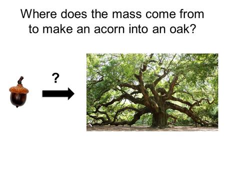Where does the mass come from to make an acorn into an oak? ?