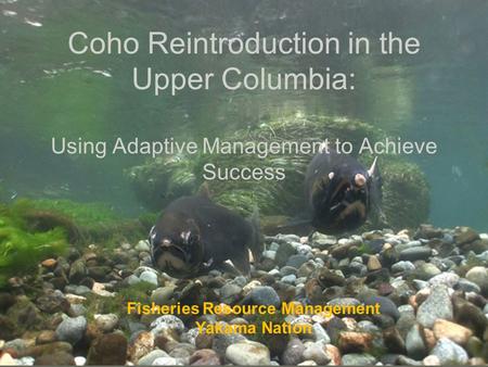 Coho Reintroduction in the Upper Columbia: Using Adaptive Management to Achieve Success Fisheries Resource Management Yakama Nation.