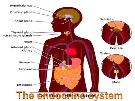 Major structures Adrenal glands-----adren/o Gonads ----gonad/o Pancreatic islets---- pancreat/o Paratheroid glands ----paratheroid/o Pineal gland -----