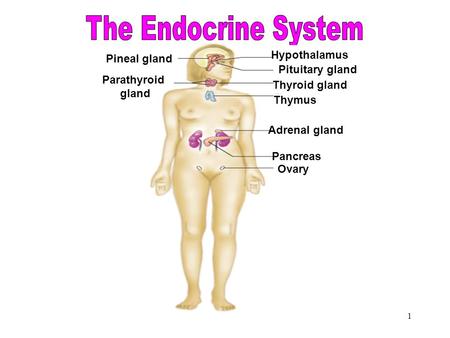 The Endocrine System The Endocrine System Hypothalamus Pineal gland