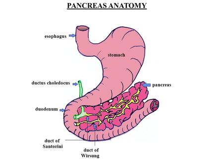 PANCREAS ANATOMY esophagus stomach ductus choledocus pancreas duodenum
