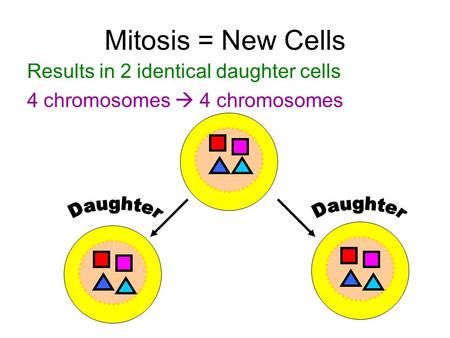 Mitosis = New Cells Results in 2 identical daughter cells 4 chromosomes  4 chromosomes.