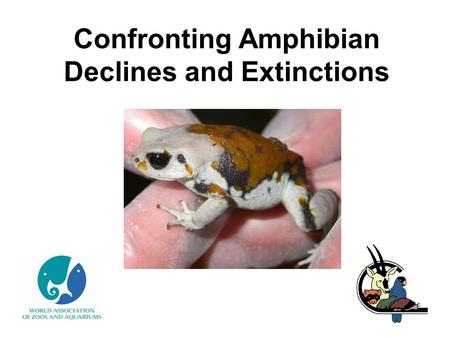 Confronting Amphibian Declines and Extinctions. What is an amphibian? Frogs & toads Newts & salamanders Caecilians.