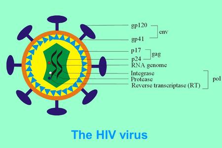 The HIV virus. Committee on Oversight and Government Reform. HIV/AIDS Today, 1(1):1, January 18, 2008.