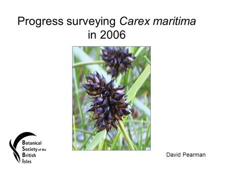 Progress surveying Carex maritima in 2006 David Pearman.