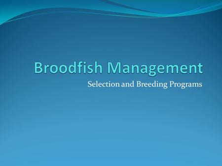 Selection and Breeding Programs. Management Broodfish management is an important aspect of channel catfish culture Having a reliable source of fingerlings.