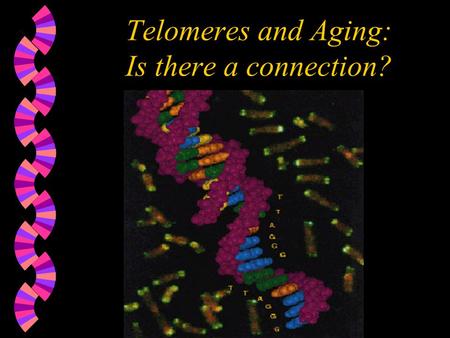 Telomeres and Aging: Is there a connection?. What are telomeres? w Telomeres are… Repetitive DNA sequences at the ends of all human chromosomes They contain.