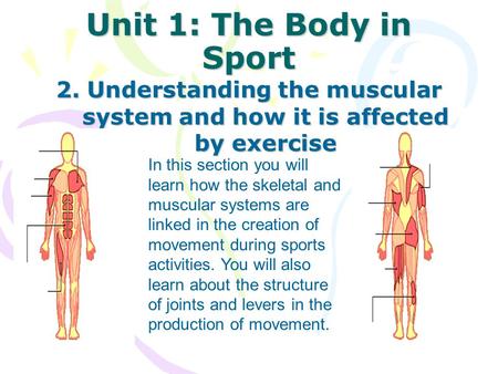 Unit 1: The Body in Sport 2. Understanding the muscular system and how it is affected by exercise In this section you will learn how the skeletal and muscular.