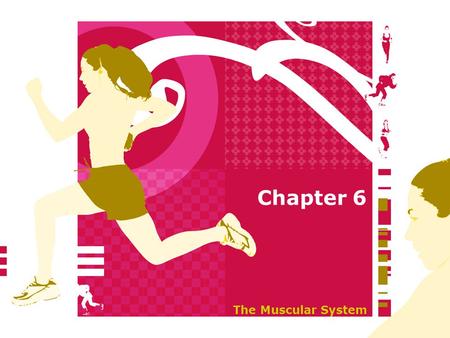 Chapter 6 The Muscular System.