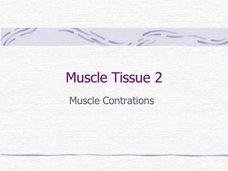 Muscle Tissue 2 Muscle Contrations. The Sliding Filament Theory The thin filaments (actin) slide over the thick causing the sarcomere to shorten. This.