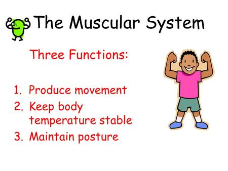 The Muscular System Three Functions: Produce movement