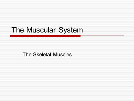 The Muscular System The Skeletal Muscles.