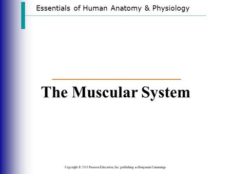 The Muscular System Essentials of Human Anatomy & Physiology
