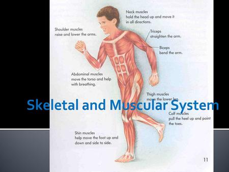 Skeletal and Muscular System