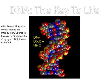 A Molecular Graphics companion to an Introductory Course in Biology or Biochemistry. Copyright 1995, Richard B. Hallick.