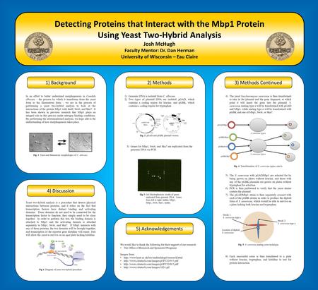 Detecting Proteins that Interact with the Mbp1 Protein Using Yeast Two-Hybrid Analysis Josh McHugh Faculty Mentor: Dr. Dan Herman University of Wisconsin.