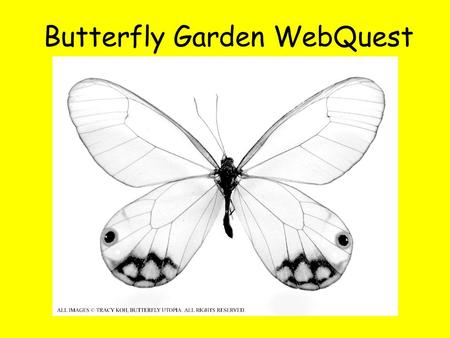 Butterfly Garden WebQuest. Introduction “We are destroying natural habitats all around us by building roads, houses, supermarkets, hospitals and golf.