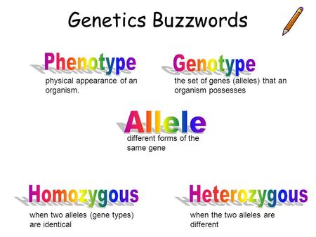 Genetics Buzzwords the set of genes (alleles) that an organism possesses physical appearance of an organism. when two alleles (gene types) are identical.
