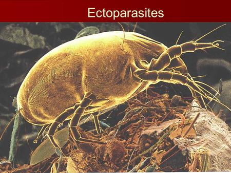 Ectoparasites. The Arthropods Phylum Arthropoda Class Insecta Class Arachnida Class Pentastomida.