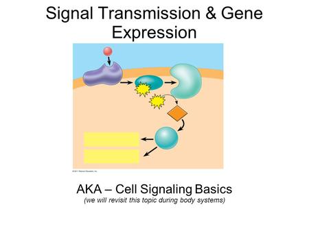 Signal Transmission & Gene Expression AKA – Cell Signaling Basics (we will revisit this topic during body systems)