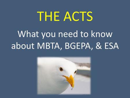 THE ACTS What you need to know about MBTA, BGEPA, & ESA.