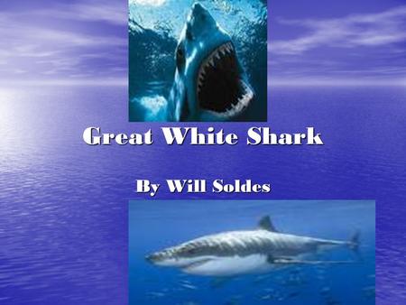 Great White Shark By Will Soldes. Introduction What’s great, white, and eats every thing in sight? The great white shark! You’ll learn about sharks adaptations,