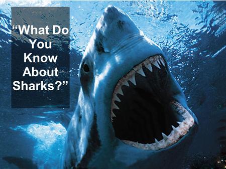 “What Do You Know About Sharks?”
