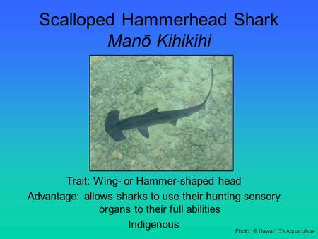 Scalloped Hammerhead Shark Manō Kihikihi Trait: Wing- or Hammer-shaped head Advantage: allows sharks to use their hunting sensory organs to their full.