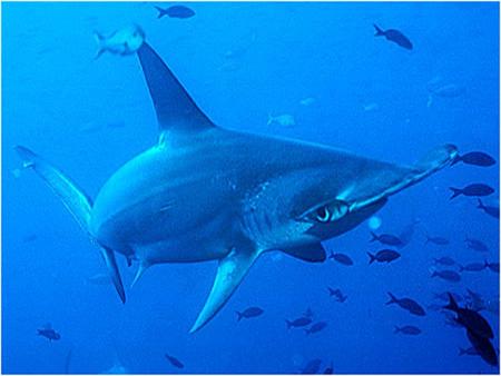 Great Hammerhead Shark Sphyrna mokarran